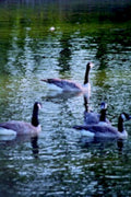 canada geese lake1980s 1990s A4 Photo Print