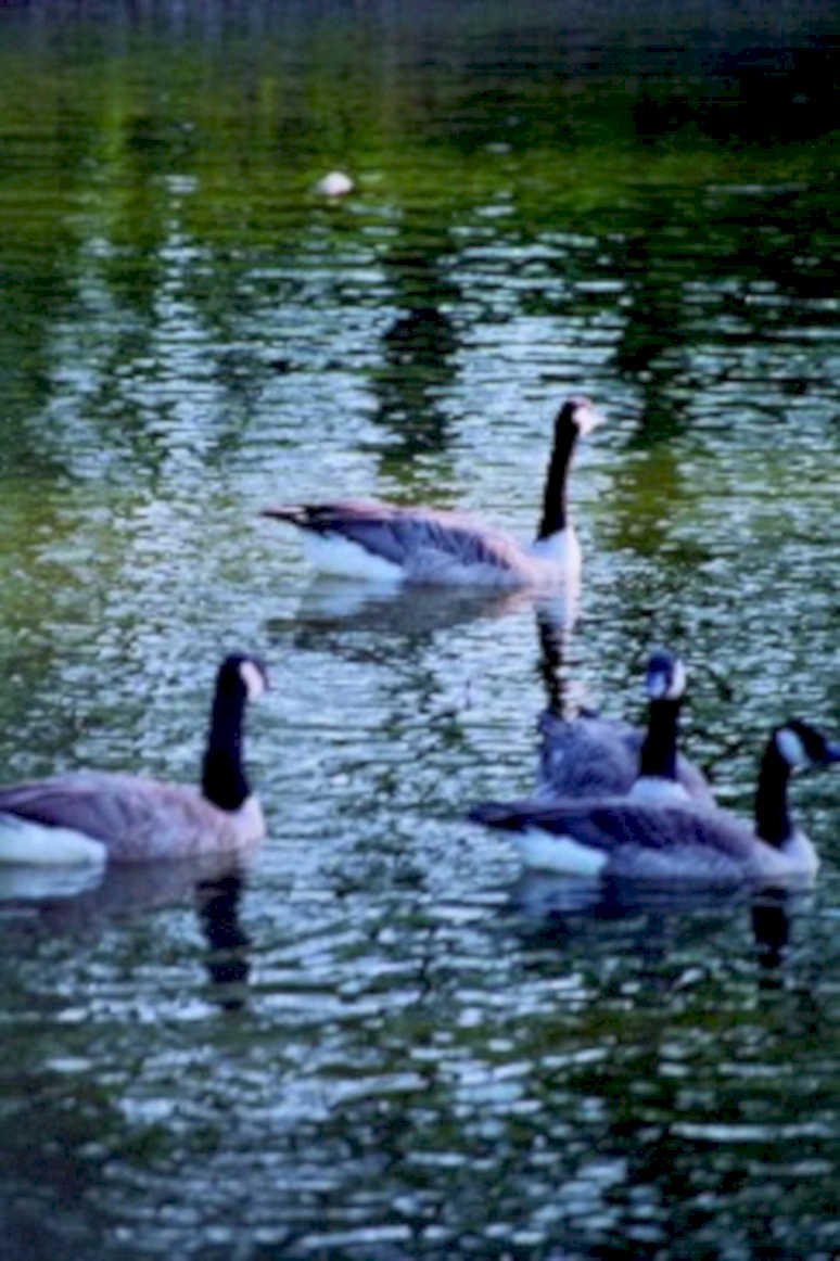 canada geese lake1980s 1990s A4 Photo Print