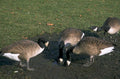 canada geese muddy 1980s 1990s A4 Photo Print