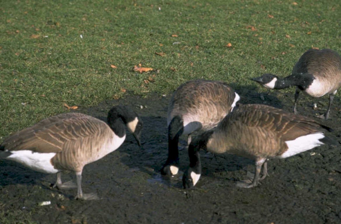 canada geese muddy 1980s 1990s A4 Photo Print