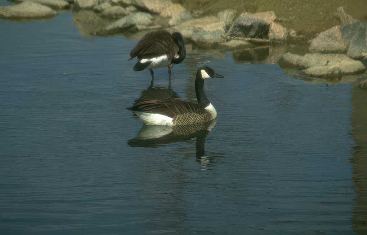 canada geese pond Vintage A4 Photo Print