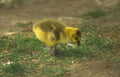 canada goose chick Vintage A4 Photo Print