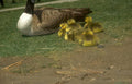 canada goose goslings Vintage A4 Photo Print