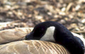 canada goose nest Vintage A4 Photo Print
