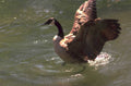 canada goose water 1980s 1990s A4 Photo Print