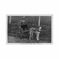 canada quebec un attelage de chien edpe co Vintage A4 Photo Print