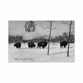 canada winnipeg mb buffalo in city park Vintage A4 Photo Print