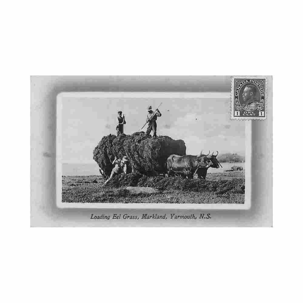 canada yarmouth ns loading eel grass markland Vintage A4 Photo Print