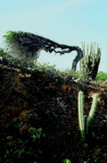candelabra cactus shelter1980s 1990s A4 Photo Print
