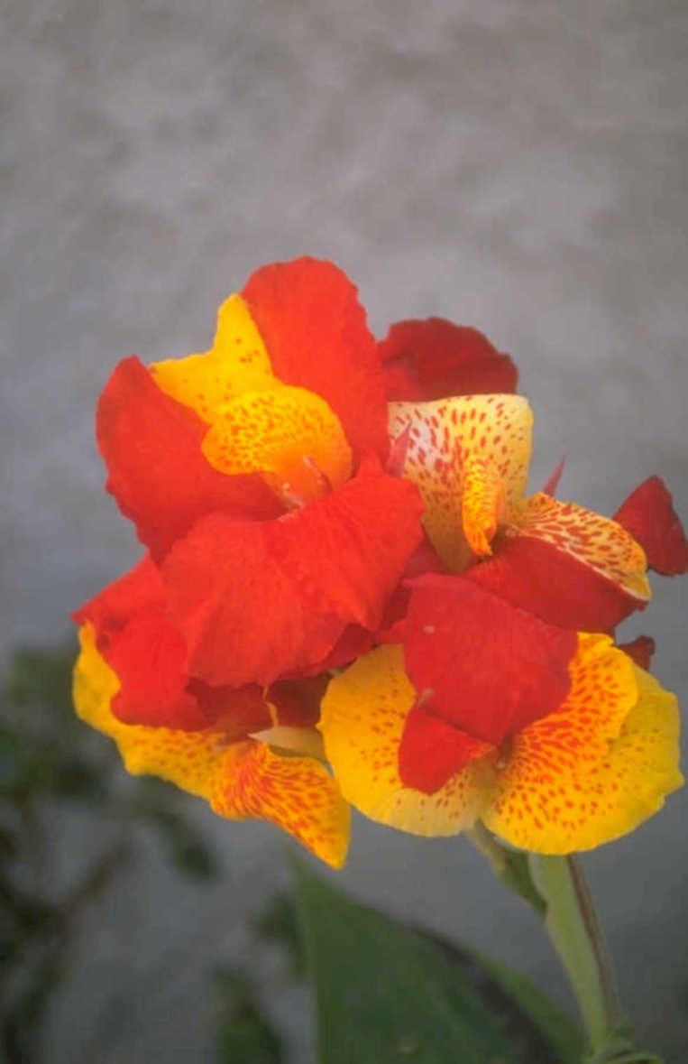 canna lily orange 1 1980s 1990s A4 Photo Print