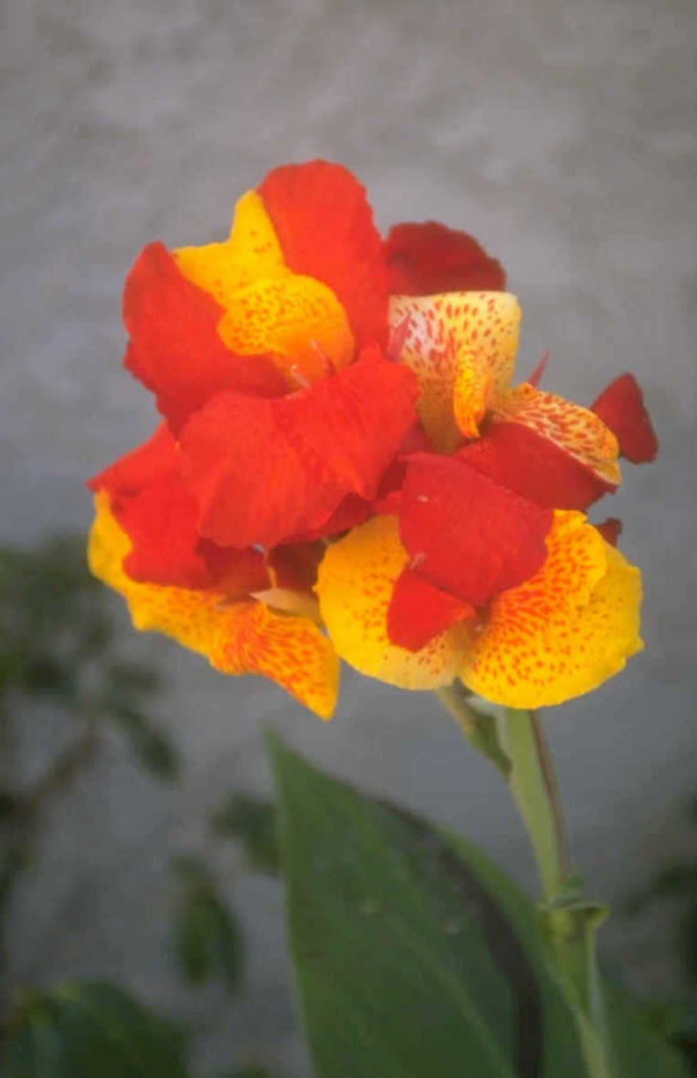 canna lily orange 2 1980s 1990s A4 Photo Print
