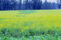 canola flowers forest1980s 1990s A4 Photo Print