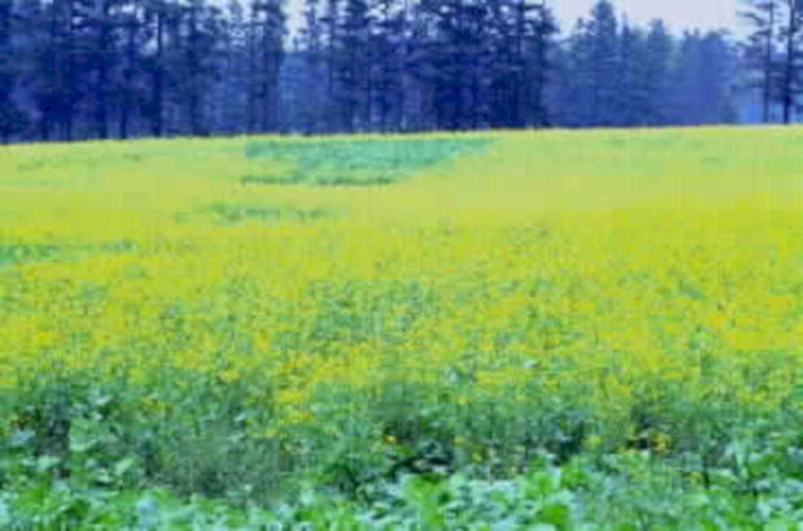 canola flowers forest1980s 1990s A4 Photo Print