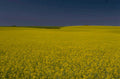 canola prairie twilight 1980s 1990s A4 Photo Print