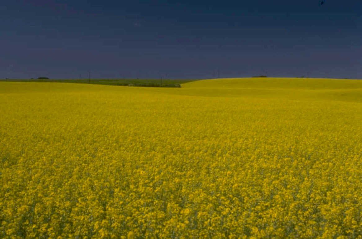 canola prairie twilight 1980s 1990s A4 Photo Print