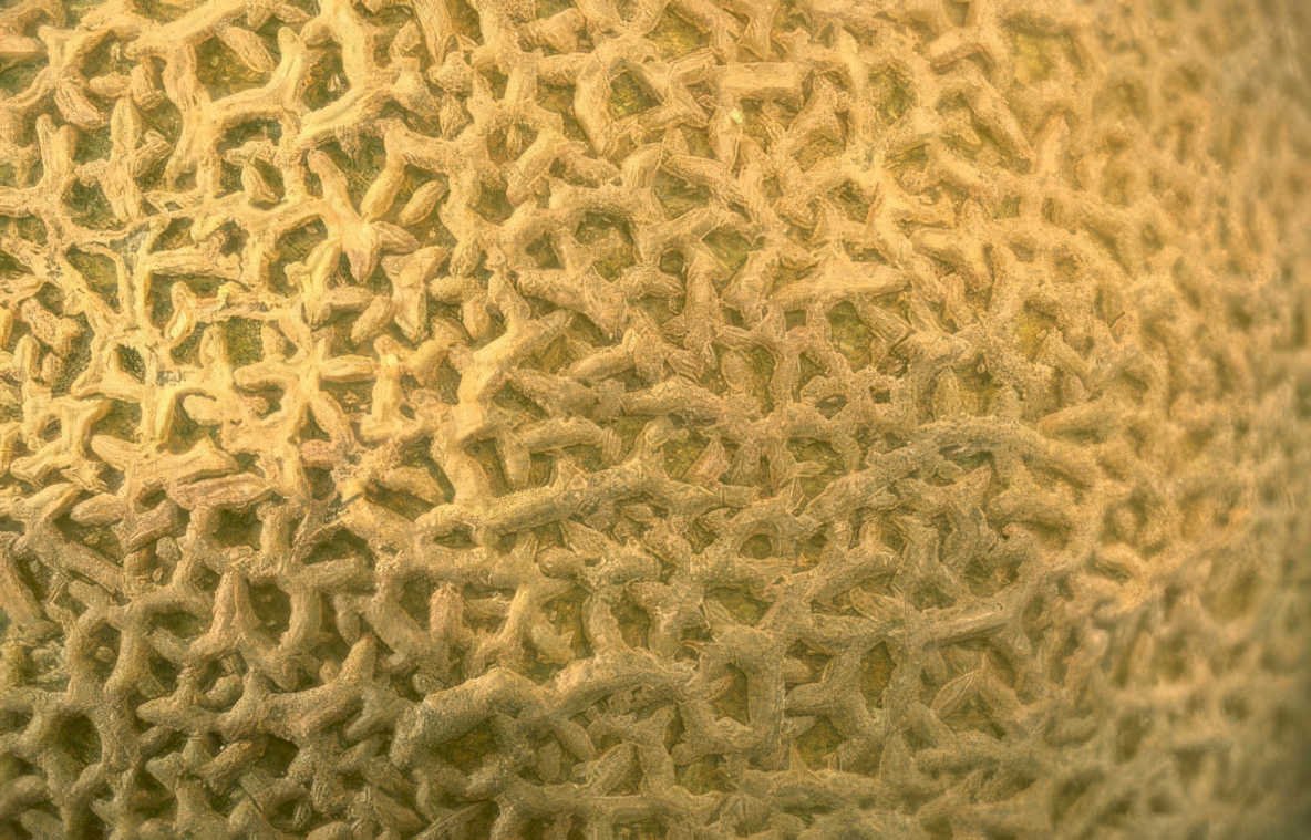 cantaloupe rind texture