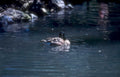 canvasback duck pond Vintage A4 Photo Print