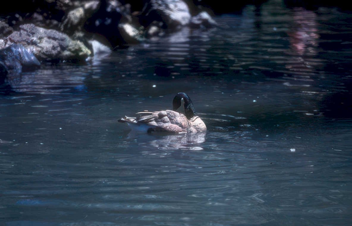 canvasback duck pond Vintage A4 Photo Print