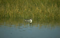 canvasback duck stillwater 1 Vintage A4 Photo Print