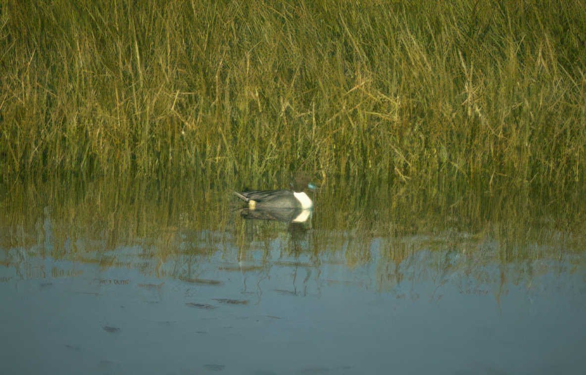 canvasback duck stillwater 1 Vintage A4 Photo Print