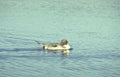 canvasback duck stillwater 2 Vintage A4 Photo Print