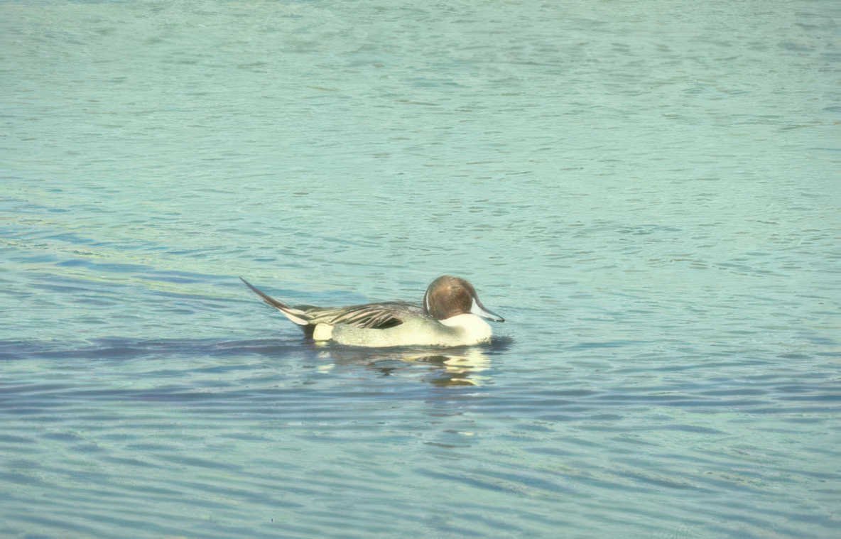 canvasback duck stillwater 2 Vintage A4 Photo Print