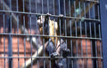 capuchin monkey cage 1 Vintage A4 Photo Print