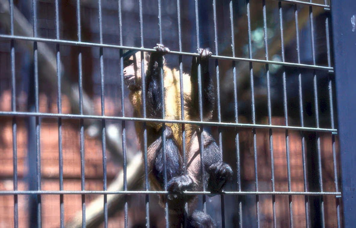 capuchin monkey cage 1 Vintage A4 Photo Print