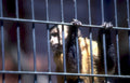 capuchin monkey cage 2 Vintage A4 Photo Print