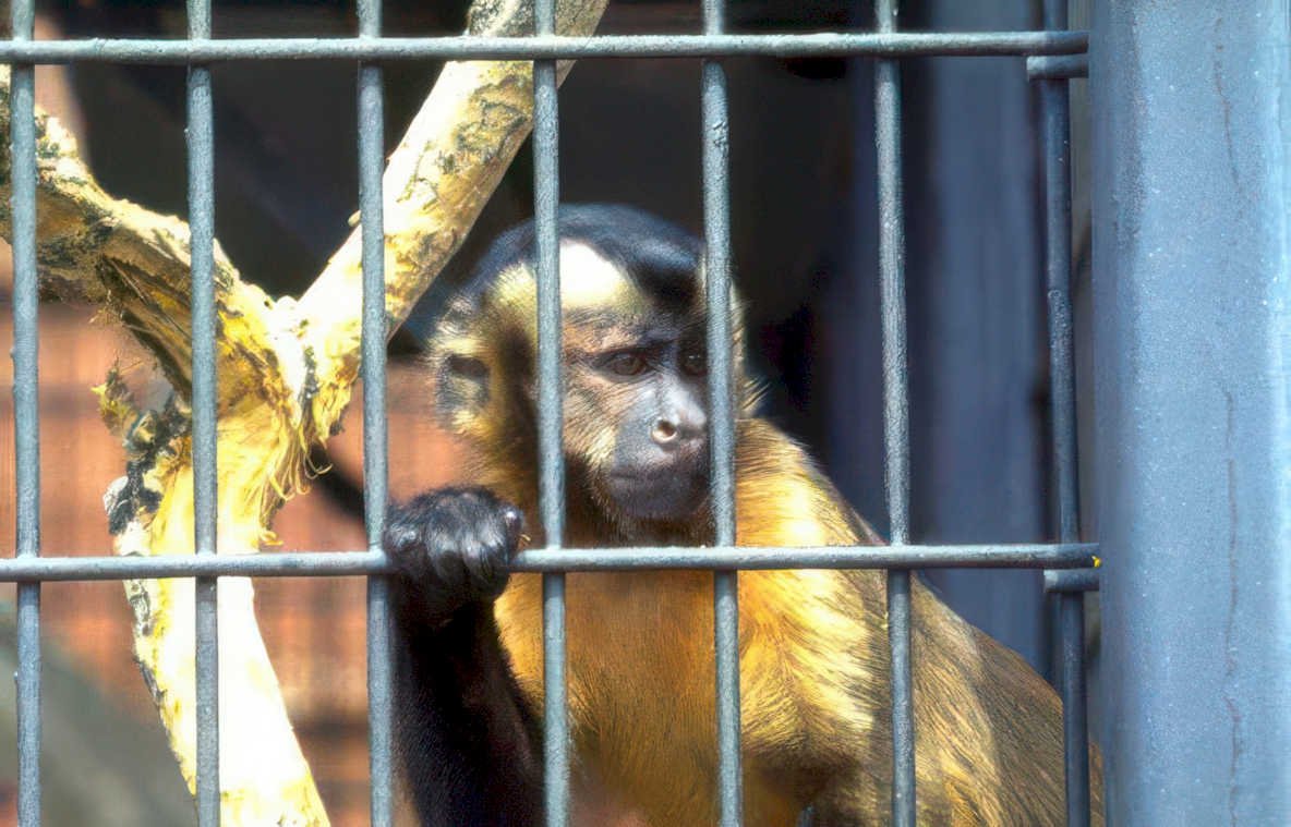capuchin monkey cage 3 Vintage A4 Photo Print