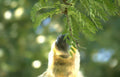 capuchin monkey grooming Vintage A4 Photo Print