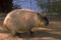capybara bank water 1980s 1990s A4 Photo Print
