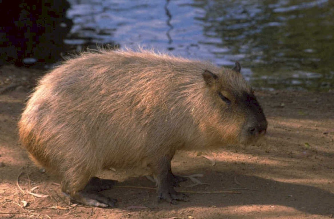 capybara bank water 1980s 1990s A4 Photo Print