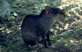 capybara wildlife Vintage A4 Photo Print