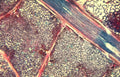 cardiac muscle tissue Vintage A4 Photo Print