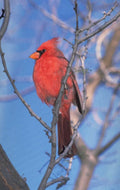 cardinal winter tree 1980s 1990s A4 Photo Print
