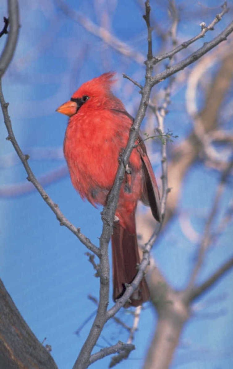 cardinal winter tree 1980s 1990s A4 Photo Print