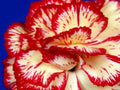 carnation flower red1980s 1990s A4 Photo Print
