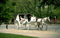 carriage central park Vintage A4 Photo Print