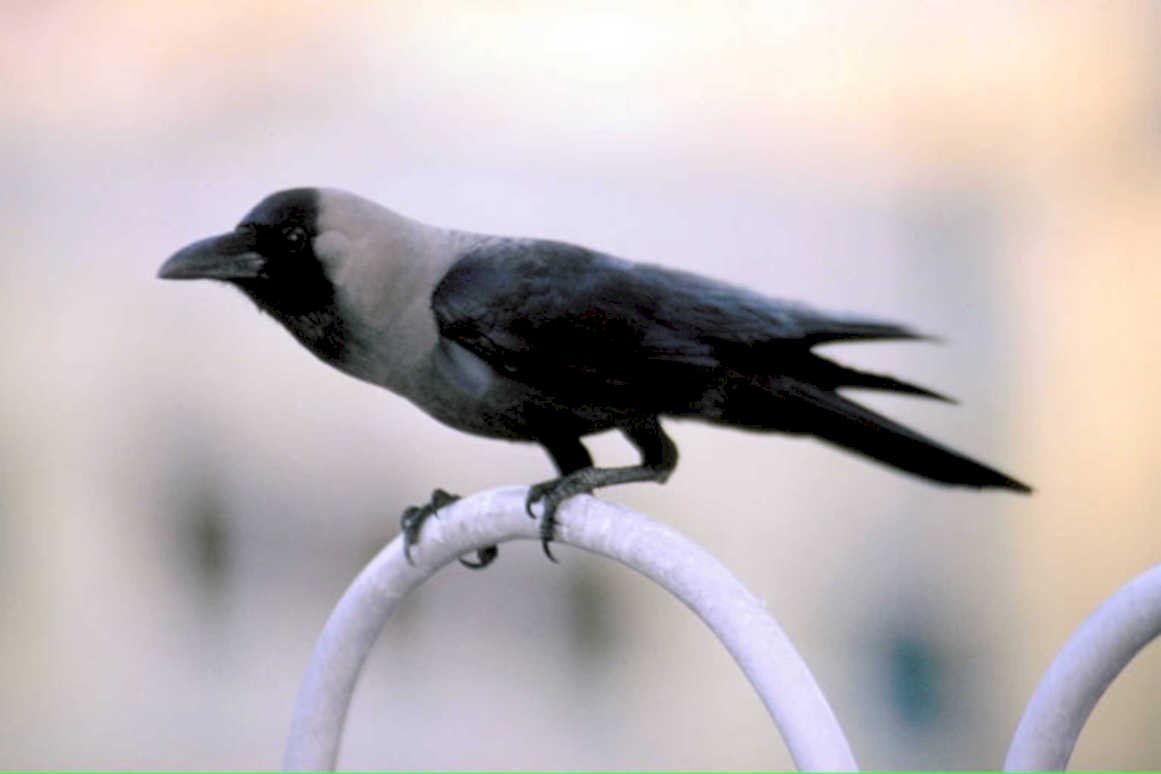 carrion crow fence1980s 1990s A4 Photo Print
