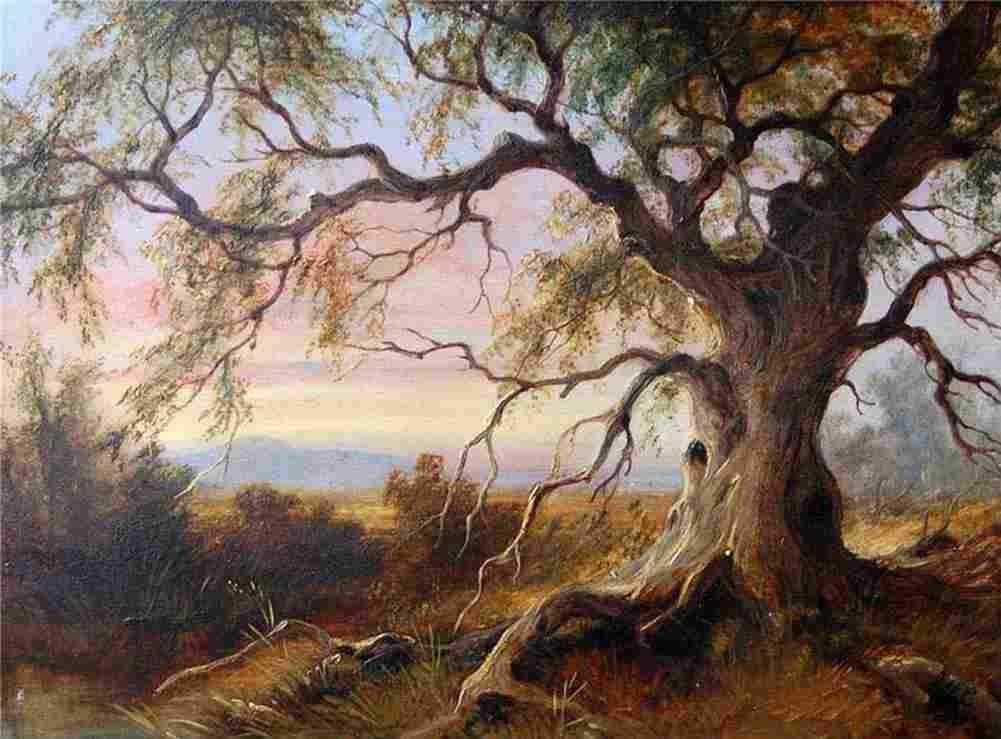 carse old gum tree riddells creek Art A4 Photo Print