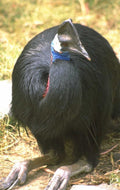 cassowary portrait dappled 1980s 1990s A4 Photo Print