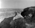 castillo de belen Vintage world war A4 Photo Print