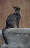 cat bench shadow 1980s 1990s A4 Photo Print