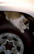 cat civic wheel 1980s 1990s A4 Photo Print