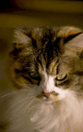 cat tabby portrait 1980s 1990s A4 Photo Print