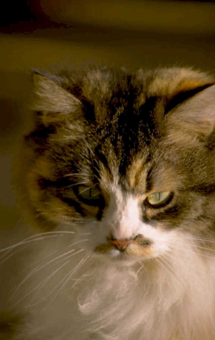 cat tabby portrait 1980s 1990s A4 Photo Print