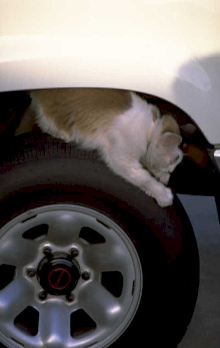 cat tire car 1980s 1990s A4 Photo Print