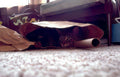 cat tube play Vintage A4 Photo Print