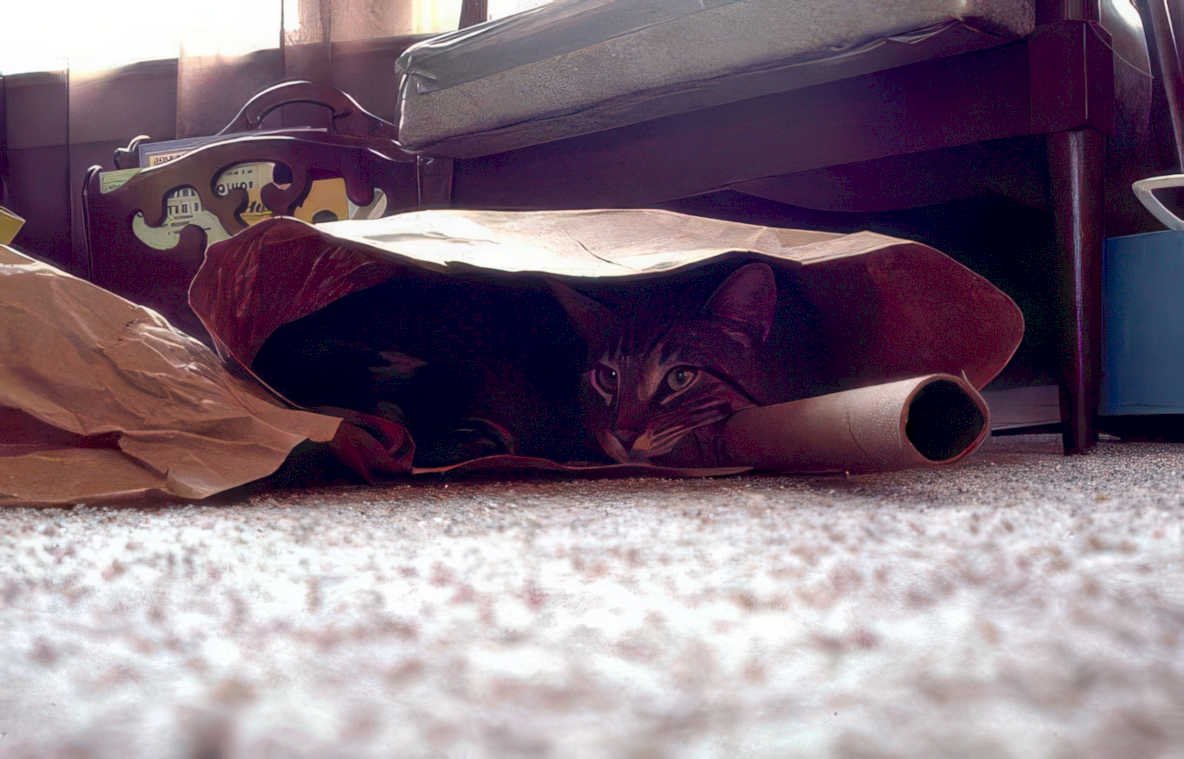 cat tube play Vintage A4 Photo Print